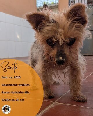 Santa - Patenschaft gesucht