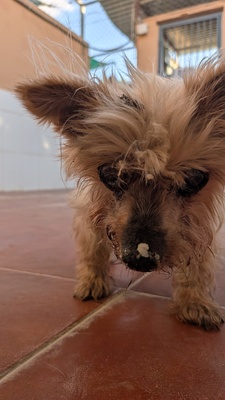 Santa - Patenschaft gesucht, Yorkshire-Mix - Hündin