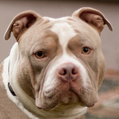 Santano, Bulldog - Rüde