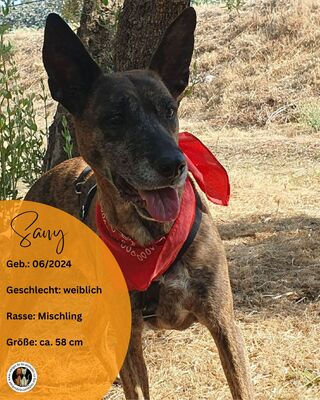 Sany