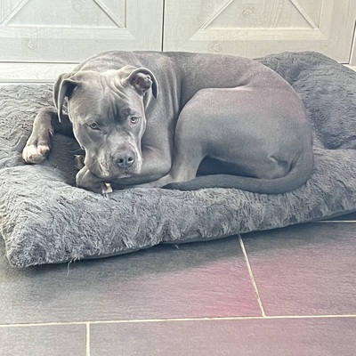Saphira