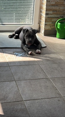 Saphira, American Staffford - Hündin