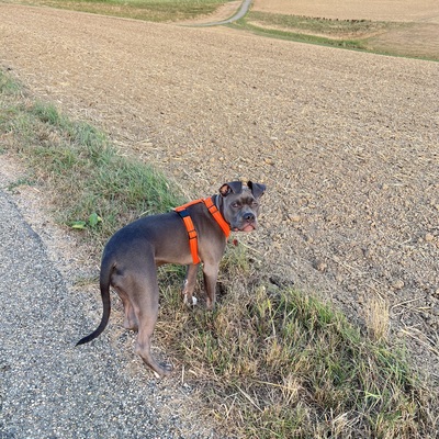 Saphira, American Staffford - Hündin