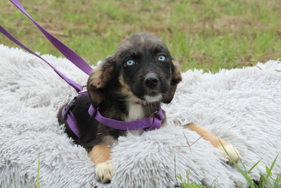 Saphira, Mischling Welpen - Hündin