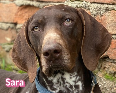 Sara, Deutsch-Kurzhaar - Hündin