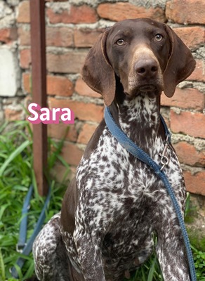 Sara, Deutsch-Kurzhaar - Hündin