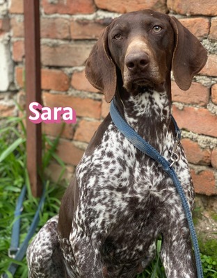 Sara, Deutsch-Kurzhaar - Hündin