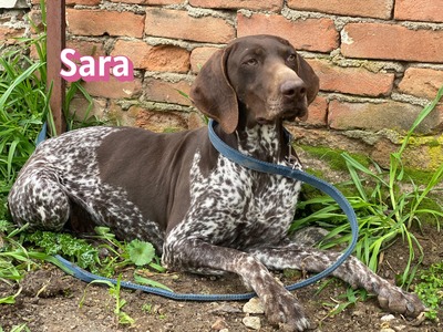 Sara, Deutsch-Kurzhaar - Hündin