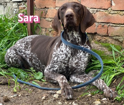 Sara, Deutsch-Kurzhaar - Hündin