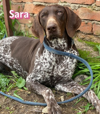 Sara, Deutsch-Kurzhaar - Hündin