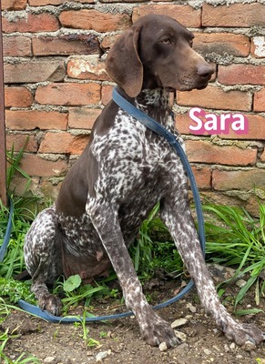 Sara, Deutsch-Kurzhaar - Hündin