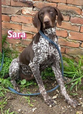 Sara, Deutsch-Kurzhaar - Hündin