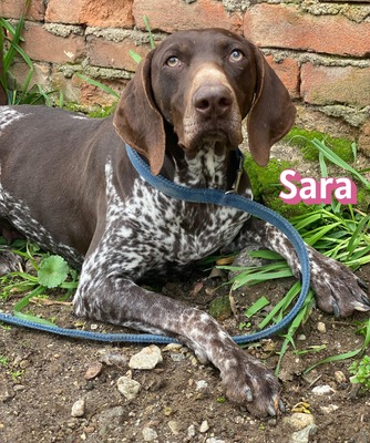 Sara, Deutsch-Kurzhaar - Hündin