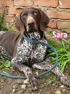 Sara, Deutsch-Kurzhaar - Hündin