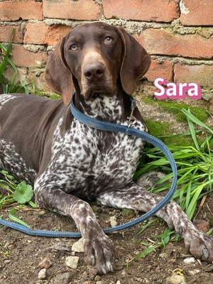 Sara, Deutsch-Kurzhaar - Hündin