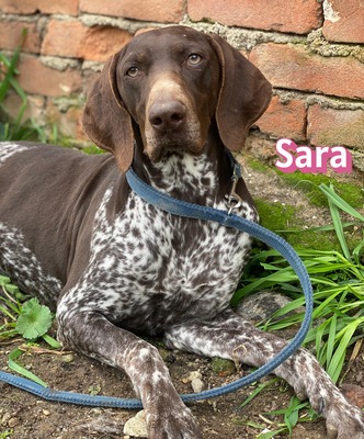 Sara, Deutsch-Kurzhaar - Hündin