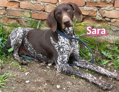 Sara, Deutsch-Kurzhaar - Hündin