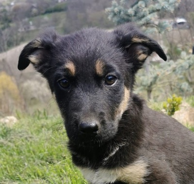 Sara, Mischling Welpen - Hündin