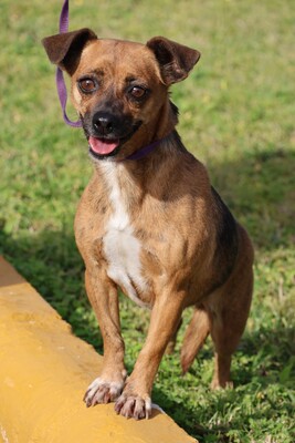 Sara, Pinscher - Mix - Hündin 1