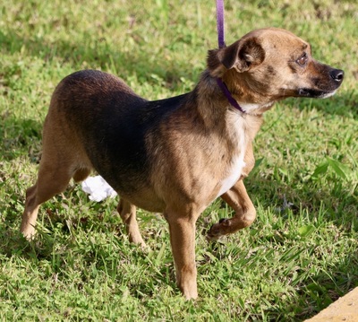 Sara, Pinscher - Mix - Hündin