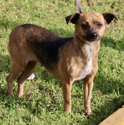 Sara, Pinscher - Mix - Hündin