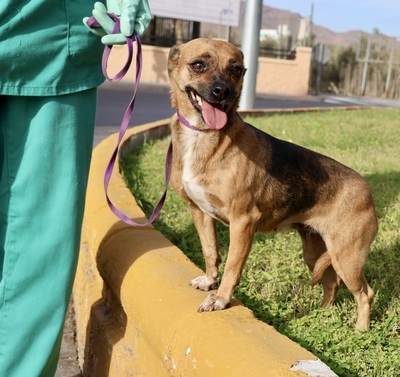 Sara, Pinscher - Mix - Hündin