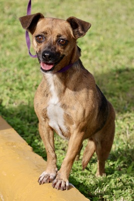 Sara, Pinscher - Mix - Hündin