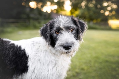 Sarah, Hütehund - Hündin