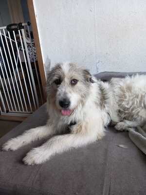 Sarah, Mischling - Hündin