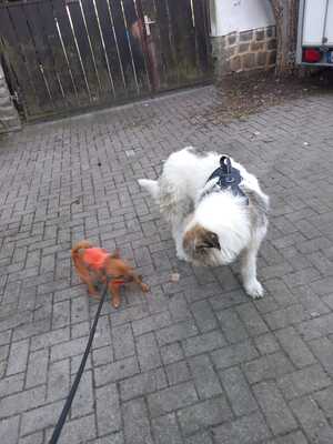 Sarah, Mischling - Hündin