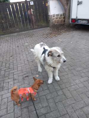 Sarah, Mischling - Hündin