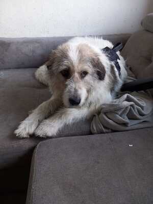 Sarah, Mischling - Hündin