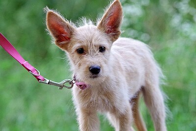 Sarah, Mischling Welpen - Hündin