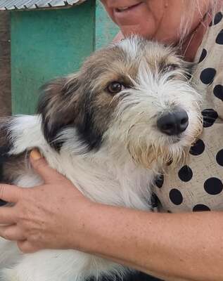 Sarah, Mix - Hündin