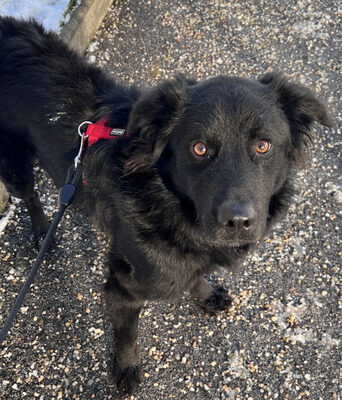 Sarai - NOTFALL Österreich, Mischling - Rüde