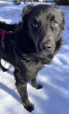 Sarai - NOTFALL Österreich, Mischling - Rüde