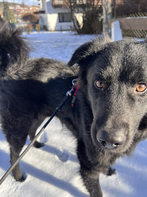 Sarai - NOTFALL Österreich, Mischling - Rüde
