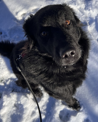 Sarai - NOTFALL Österreich, Mischling - Rüde