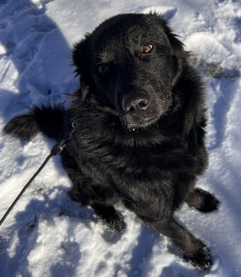 Sarai - NOTFALL Österreich, Mischling - Rüde