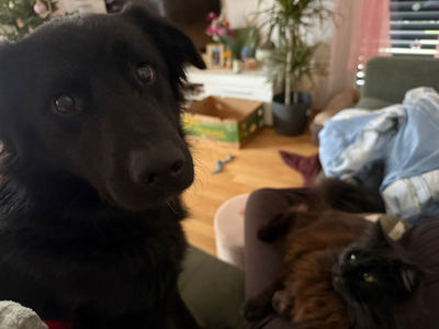 Sarai - NOTFALL Österreich, Mischling - Rüde