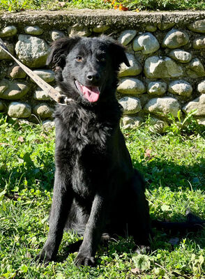 Sarai möchte Teil IHRER Familie werden, Mischling - Rüde