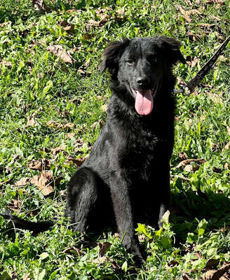 Sarai möchte Teil IHRER Familie werden, Mischling - Rüde