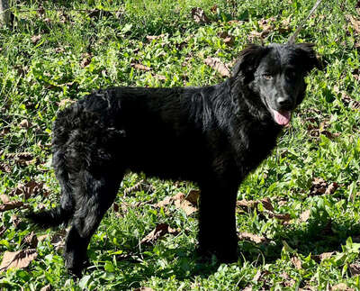 Sarai möchte Teil IHRER Familie werden, Mischling - Rüde