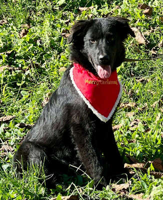 Sarai möchte Teil IHRER Familie werden, Mischling - Rüde