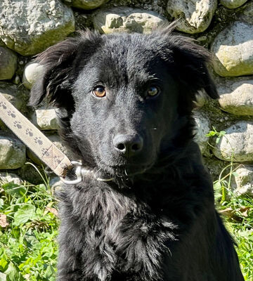 Sarai möchte Teil IHRER Familie werden, Mischling - Rüde