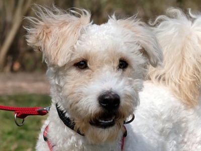 Sari, Puli-Mix - Hündin