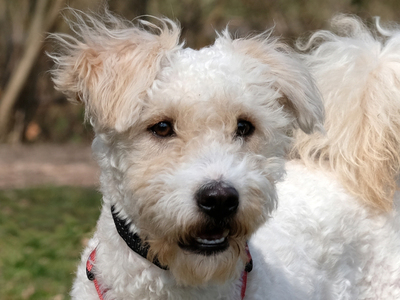 Sari, Puli-Mix - Hündin