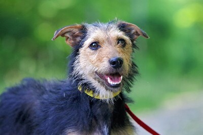 Sari, Terrier-Mischlingshündin - Hündin