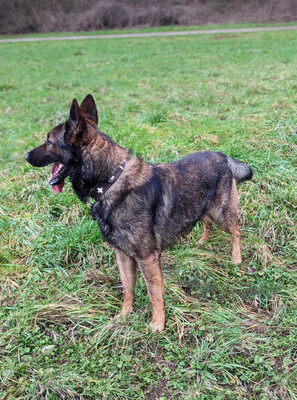 Sarius Schäferhund Rüde sucht ein Zuhause, mit Video, Schäferhund Mix - Rüde