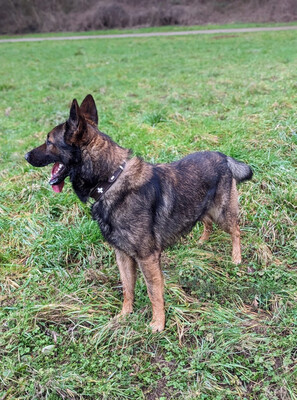 Sarius Schäferhund sucht noch sein Zuhause, mit Video, Schäferhund - Rüde